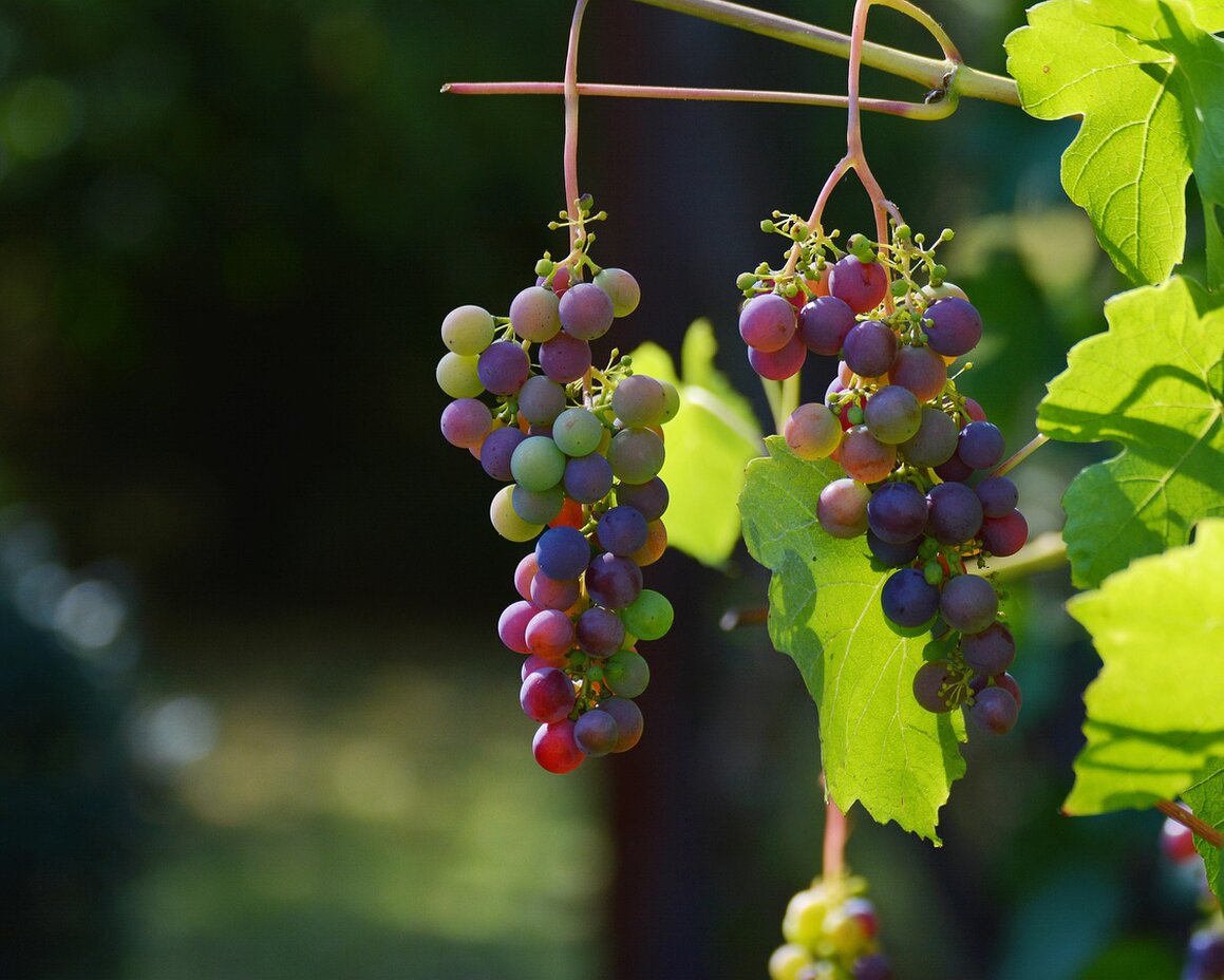 Grappoli d’uva maturi in vigneto collinare