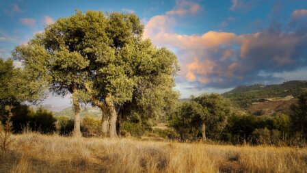 Paesaggio collinare calabrese con vigneti e uliveti al tramonto