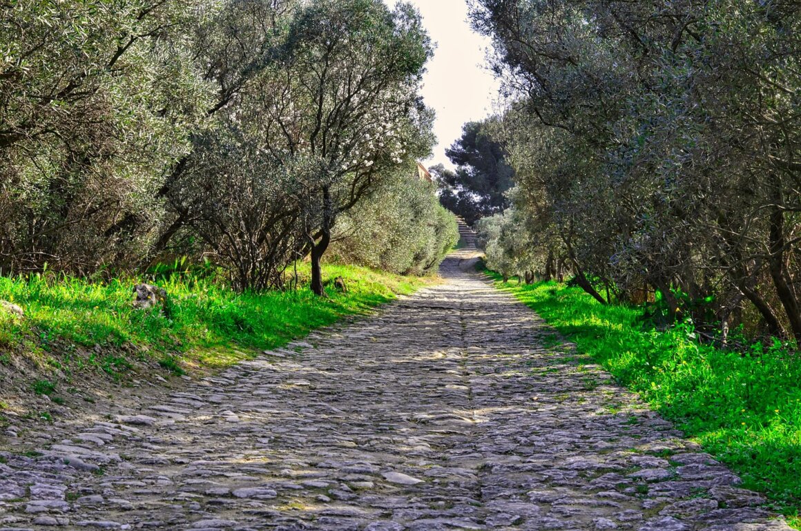 Vigneti e uliveti che circondano un’azienda agricola in collina